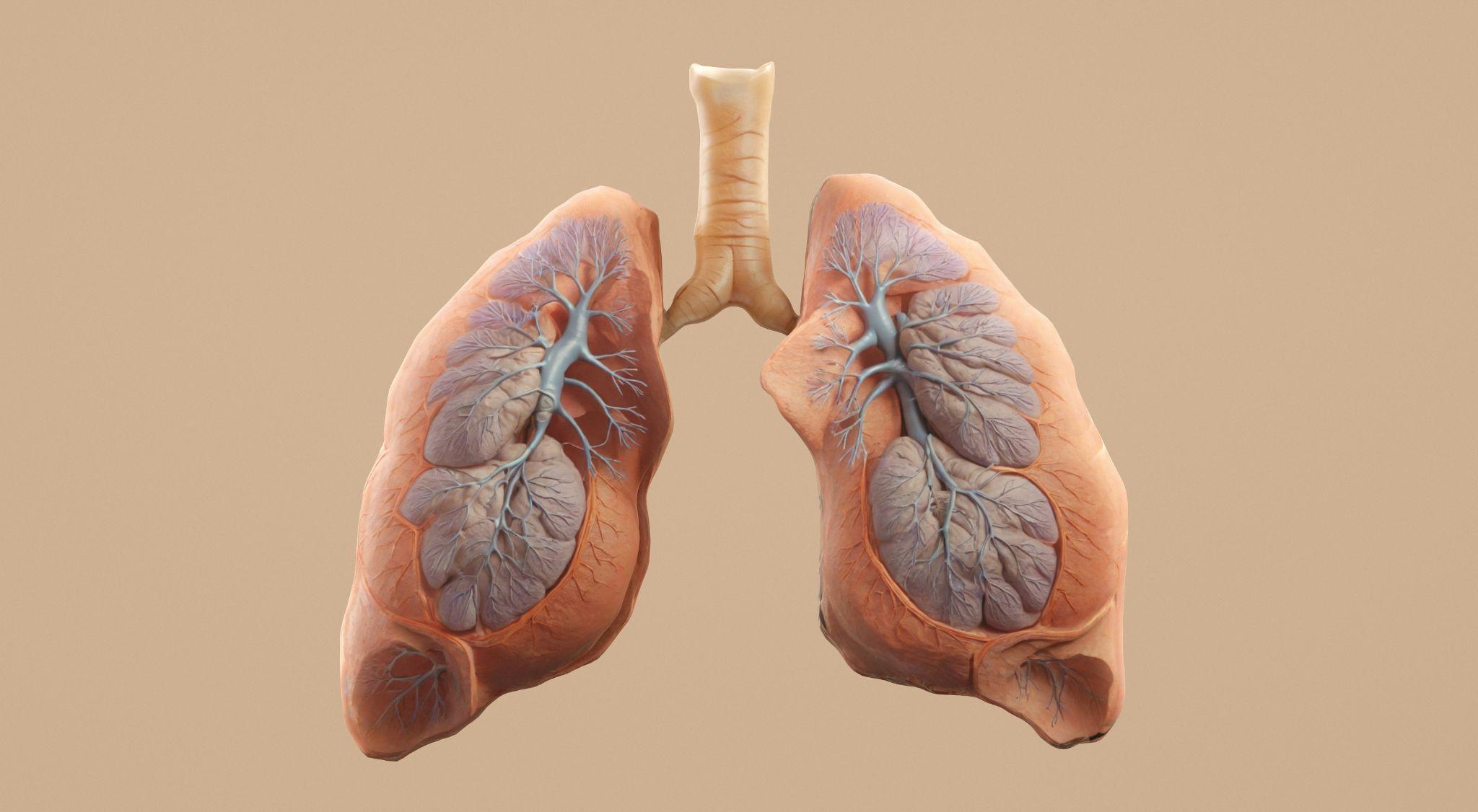 A 3D illustration of human lungs