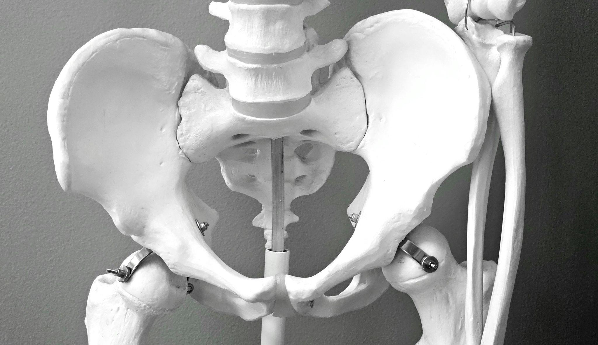 A white pelvic skeleton model showing the bones of the pelvic region.