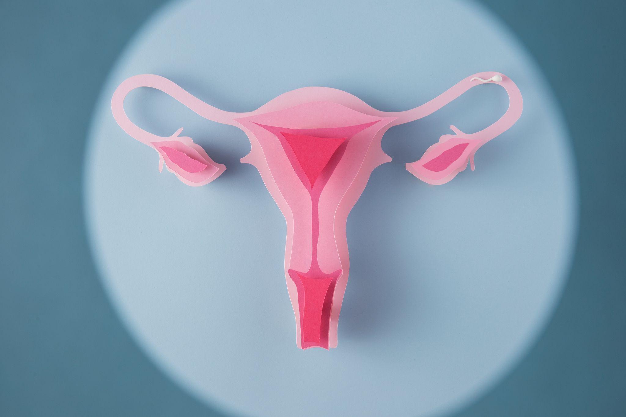 A pink paper model of the uterus